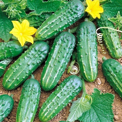Castraveți f1 - semințe - castraveți - legume - semințe și puieți prin poștă din grădini npo din Rusia (grădină și