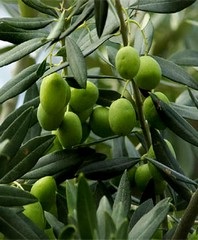 Olive грижи, поливане, снимка, възпроизвеждане