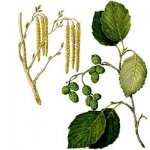 Alder gri