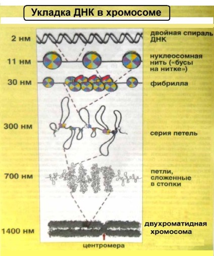 Pe setul de cromozomi și filamente de cromatină din ADN