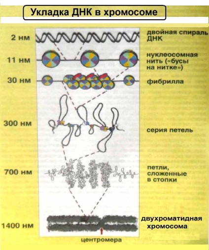 A DNS-kromoszómák és kromatin-szálak készletén