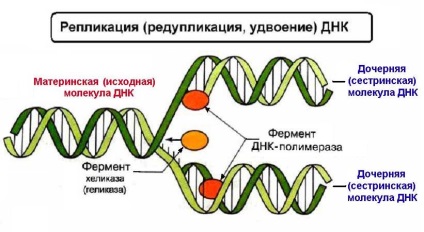 Pe setul de cromozomi și filamente de cromatină din ADN