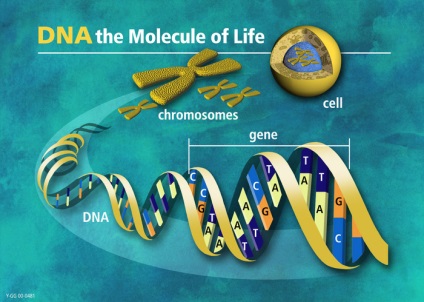 Pe setul de cromozomi și filamente de cromatină din ADN