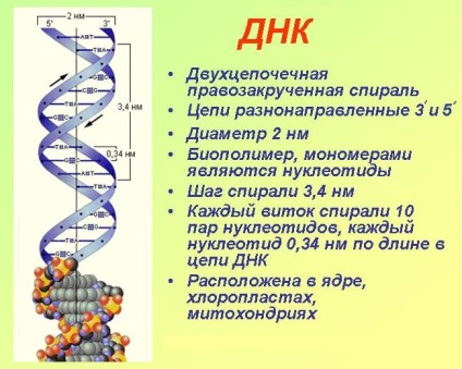 A DNS-kromoszómák és kromatin-szálak készletén