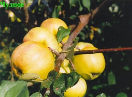 Descriere și fotografie a mărului minunat video