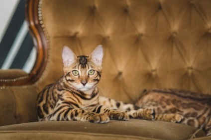 Despre catelus - amazongold - pisici Bengal în moscow