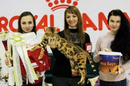 Despre catelus - amazongold - pisici Bengal în moscow