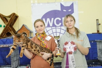 Despre catelus - amazongold - pisici Bengal în moscow