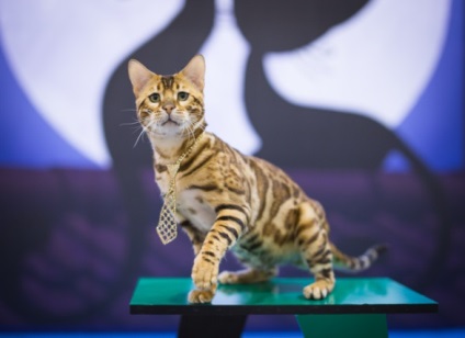 Despre catelus - amazongold - pisici Bengal în moscow