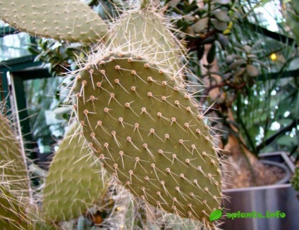 Cactus episcopal (istorie, descriere, îngrijire)