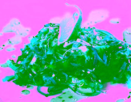 Sos de nuci pentru chuk salata japoneza cu alge wakame
