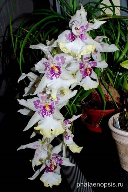 Orchid beallara sau beallara cum să aibă grijă