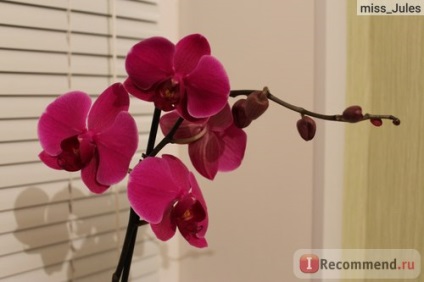 Phalaenopsis orchid - 