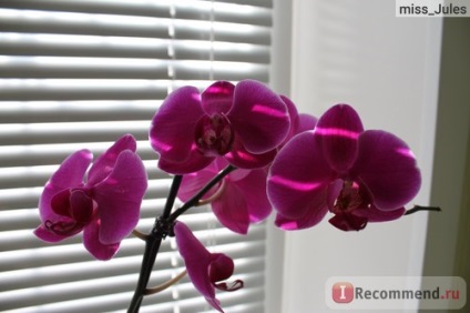 Phalaenopsis orchidea - 