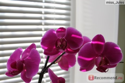 Phalaenopsis orchidea - 