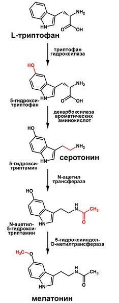 Principalii reprezentanți ai hormonilor hidrofili, ai derivaților de aminoacizi, ai histaminei, ai serotoninei -