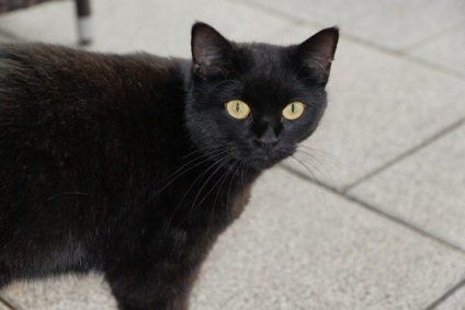 Feriți-vă de pisica neagră de superstiție și semne ale Turciei, portalul de informații despre Turcia