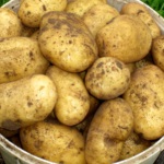 Recenzii despre soiurile de cartofi