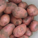 Recenzii despre soiurile de cartofi