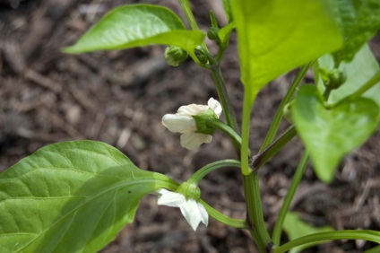 A paprika az üvegházhatást előidéző ​​technológia, rendszer, időzítés, nyomonkövetés, videó