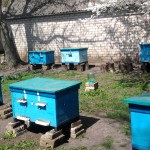 Apicultura de la zero - mit sau realitate, practicarea apiculturii practice