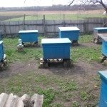 Apicultura de la zero - mit sau realitate, practicarea apiculturii practice