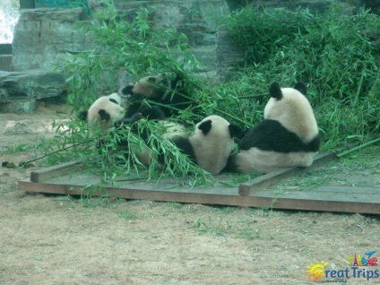 Beijing Zoo - excursii minunate