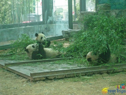 Beijing Zoo - excursii minunate