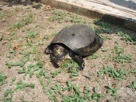 Peltocephalus dumerilianus (guianezul cu picioarele picioarelor) - totul despre țestoase și țestoase