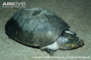 Peltocephalus dumerilianus (guianezul cu picioarele picioarelor) - totul despre țestoase și țestoase