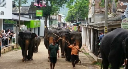 Pinnawela - casa copiilor pentru elefanți din Sri Lanka