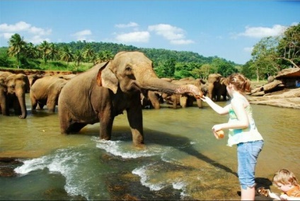 Pinnawela - Srí Lanka elefántjainak gyermekei otthona