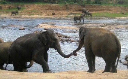 Pinnawela - casa copiilor pentru elefanți din Sri Lanka