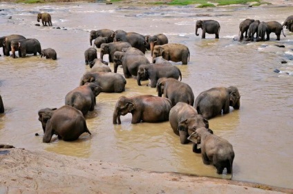 Pinnawela - casa copiilor pentru elefanți din Sri Lanka