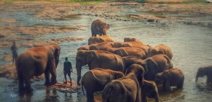 Pinnawela - casa copiilor pentru elefanți din Sri Lanka