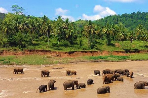 Pinnawala (pinnawala), Sri Lanka este un adăpost pentru elefanți