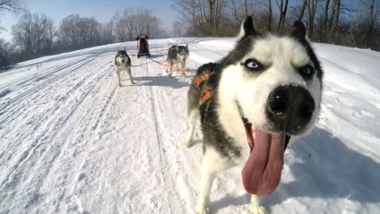 Husky tenyészet, kirándulás Izhevszkben, árak, irányok