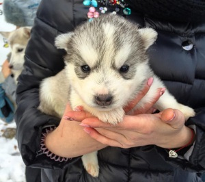 Husky tenyészet, kirándulás Izhevszkben, árak, irányok