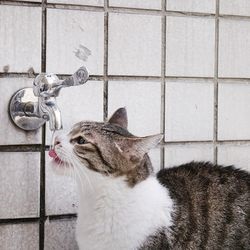 De ce pisicile iubesc să bea apă de la robinet - totul despre pisici și pisici cu dragoste