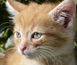 Miért szeretik a macskák a csapvizet igyekezni - mindent a szerelemről a macskákról és a macskákról?