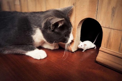 De ce pisicile aduc șoareci prinși la stăpânii lor?