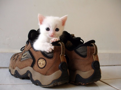 De ce pisicile înghit pantofii?