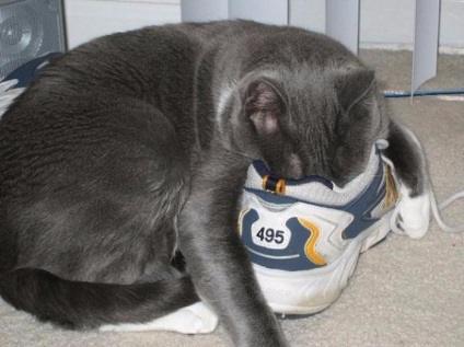 De ce pisicile înghit pantofii?