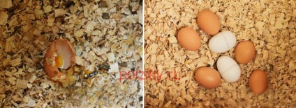 De ce găinile își mănâncă ouăle