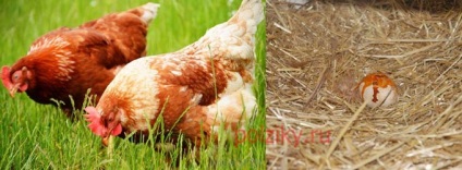 De ce găinile își mănâncă ouăle