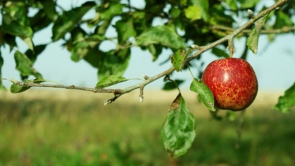 Miért hagyja el az almafa a fő okait, a megelőzés és az ellenőrzés módját?