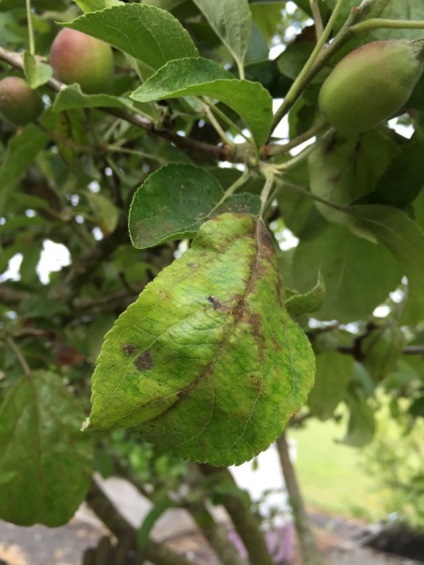 De ce mărul frunzeie curl cauzele principale, metodele de prevenire și de control