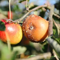 De ce merele incep sa putrezeasca chiar pe copac, in conditii de casa