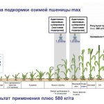 Підживлення пшениці карбамідом по листу, селітрою і її концентрація, кас-32 або сівалкою що краще,