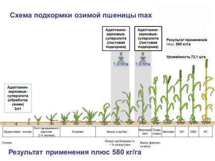 Hrănirea grâului cu carbamidă pe foaie, nitrat și concentrația acestuia, kas-32 sau o semanatoare care este mai bună,